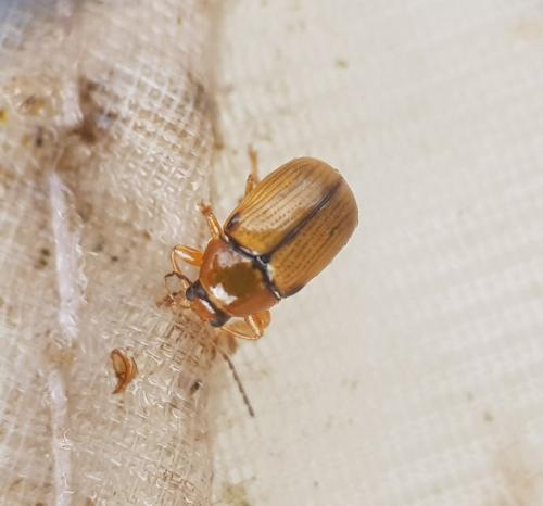 Cryptocephalus sp.